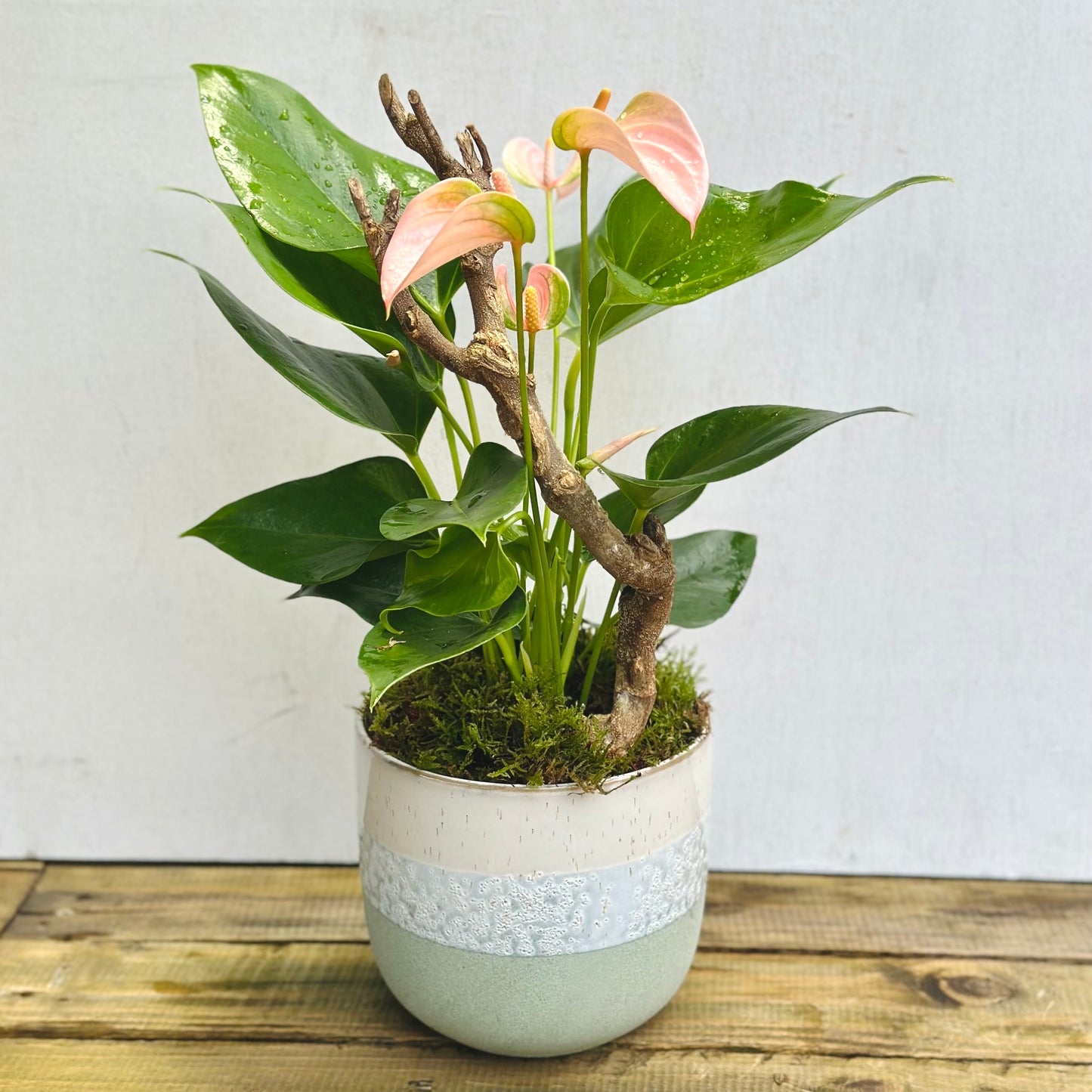 Potted Anthurium
