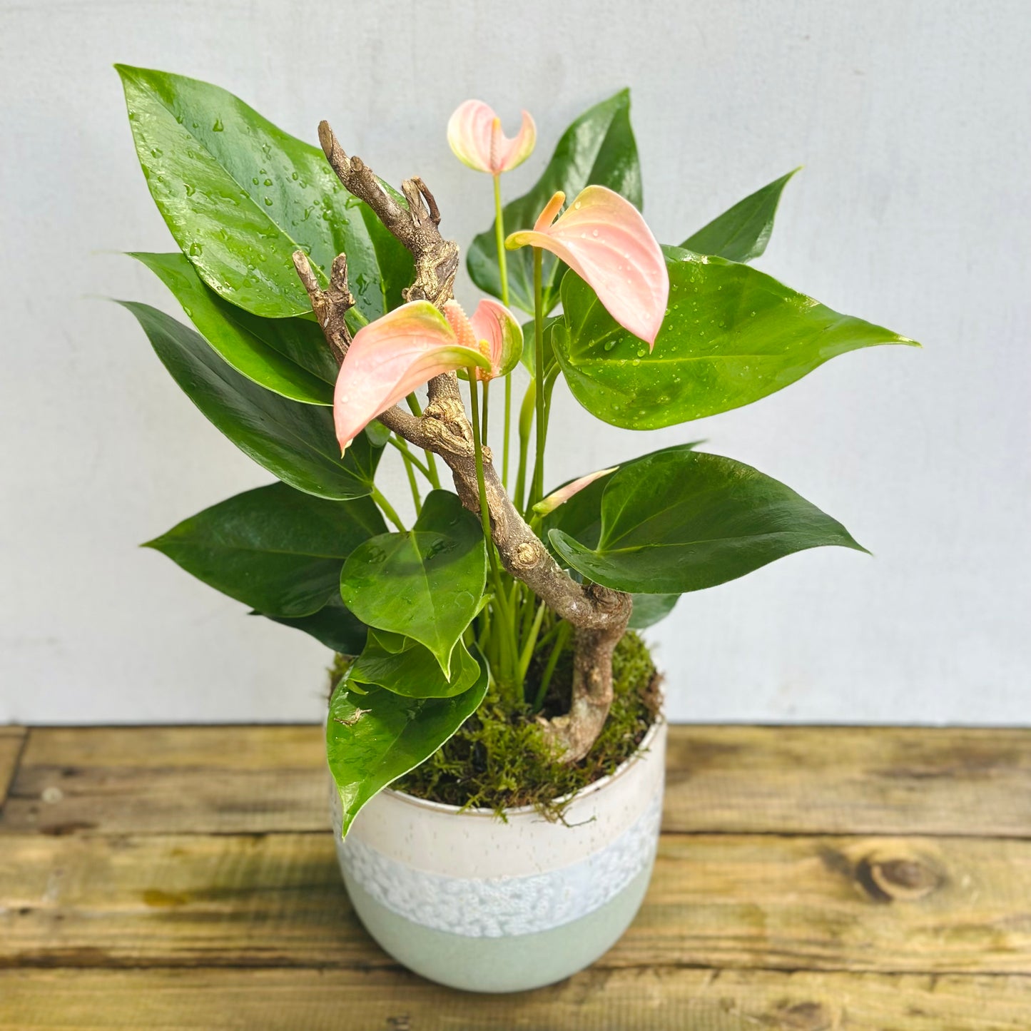 Potted Anthurium