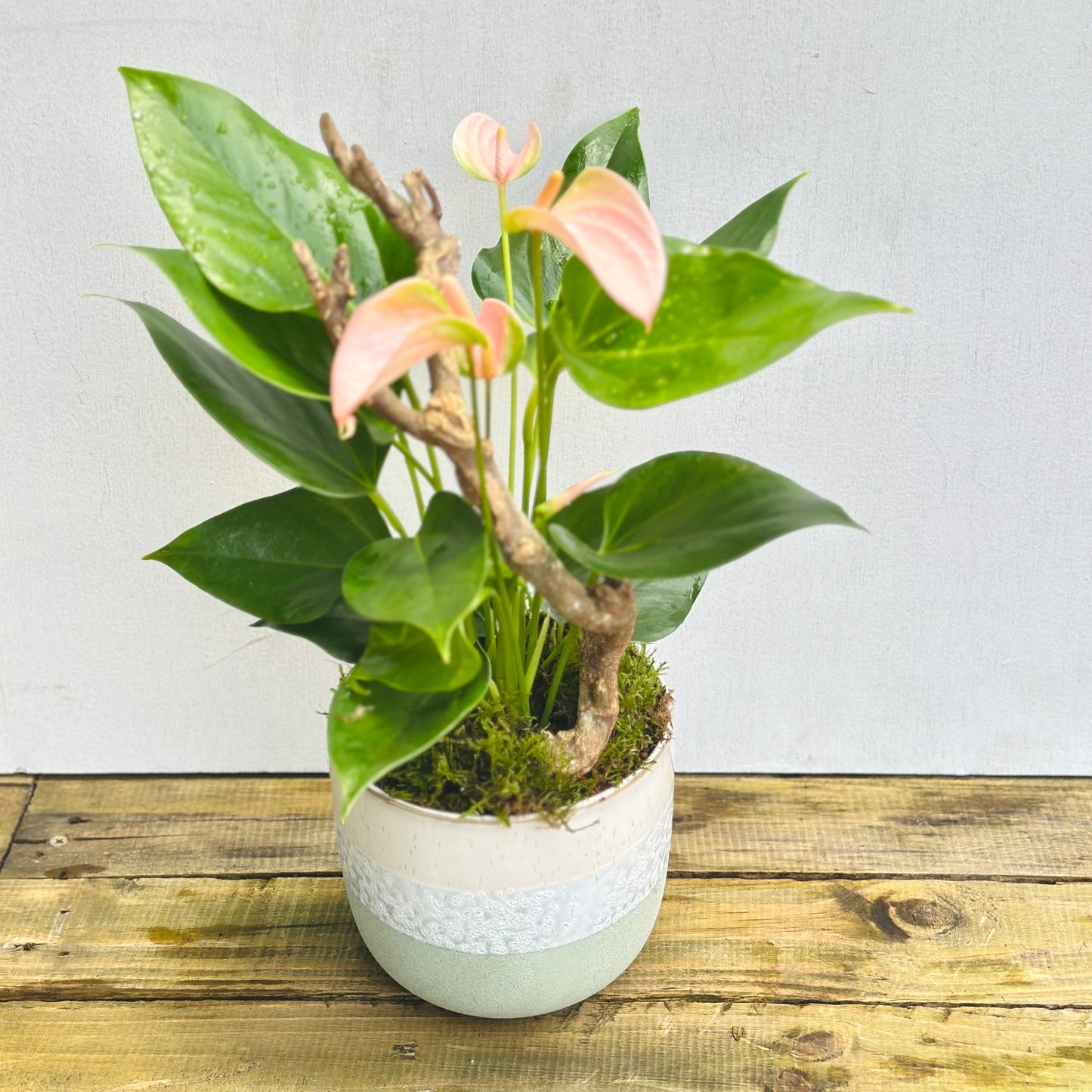 Potted Anthurium