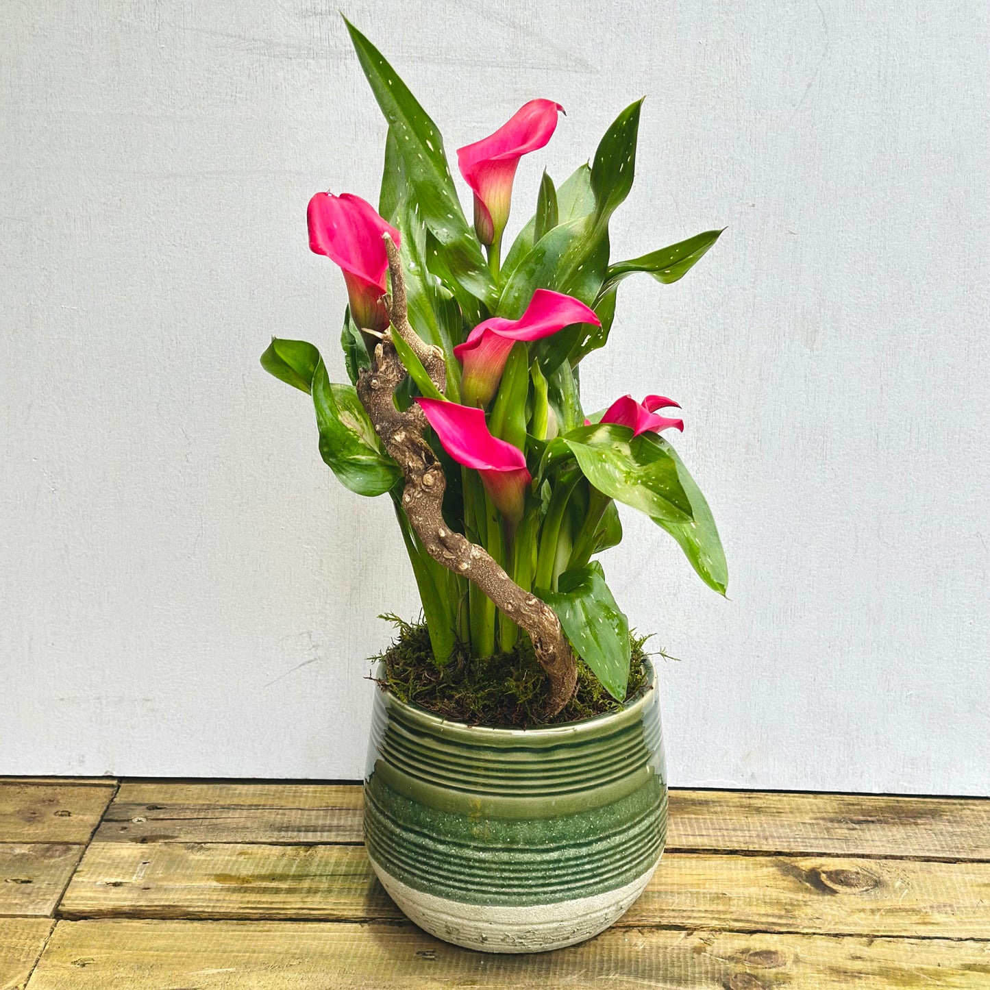 Potted Calla lily