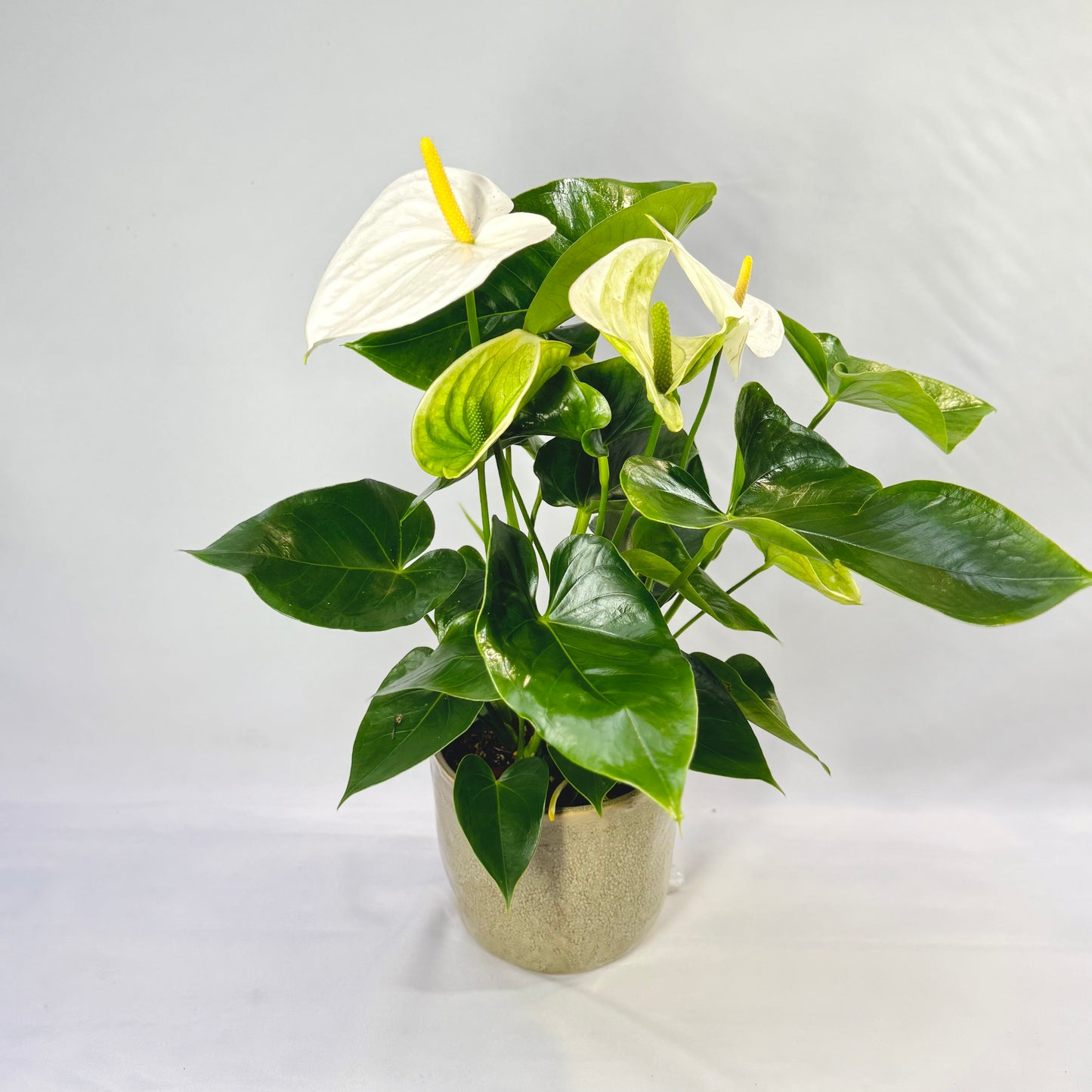 Elegant Anthurium