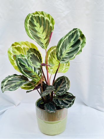 Calathea