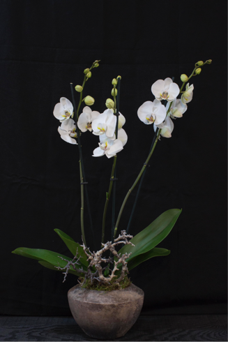 Phalaenopsis