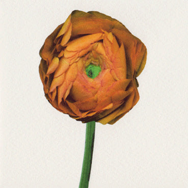 Bright Ranunculus