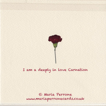 Deeply in love Carnation