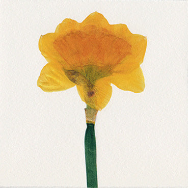 Dutch Daffodil