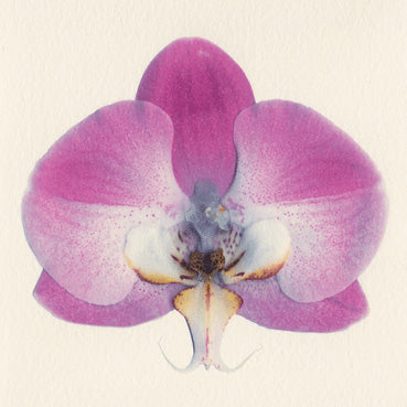 Elegant Orchid