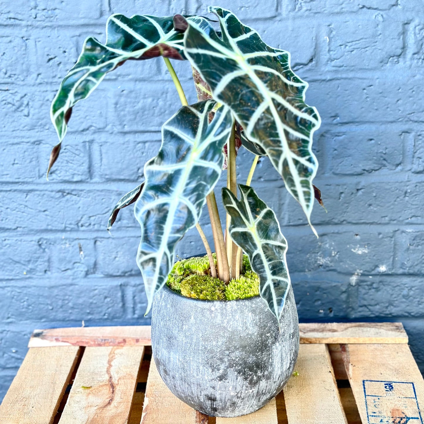 Potted Alocasia Polly