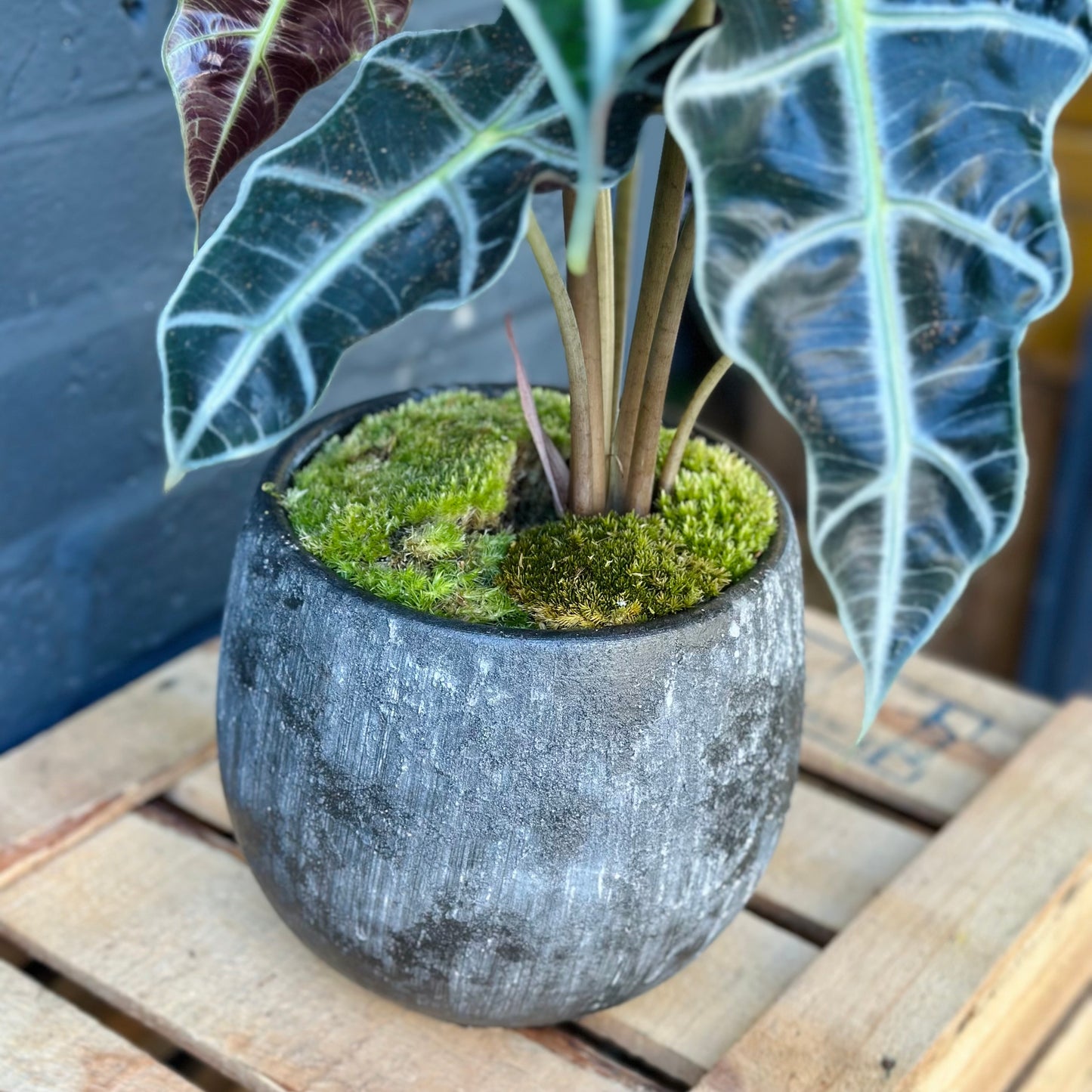 Potted Alocasia Polly