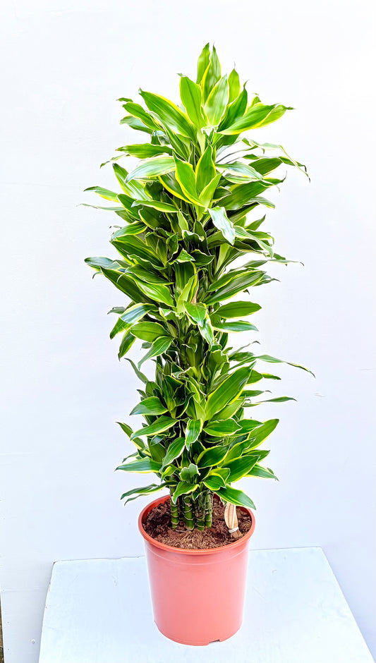Dracaena Fragrans 160cm