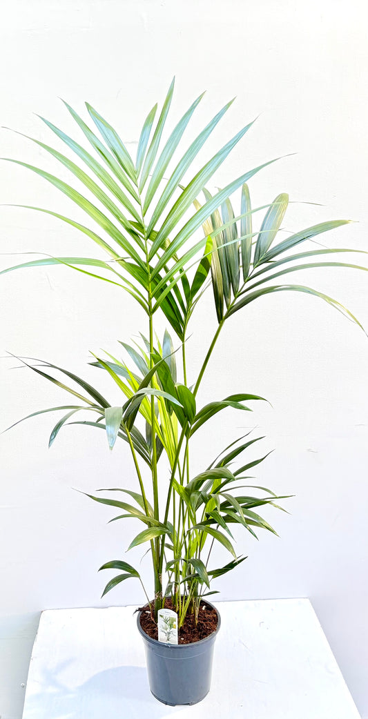 Howea forsteriana 160 cm