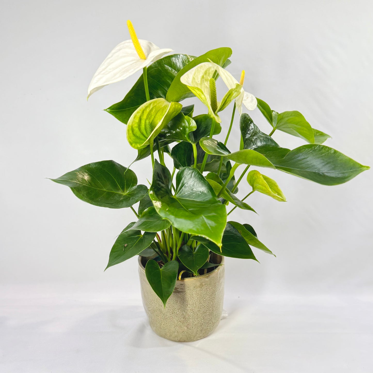 Elegant Anthurium