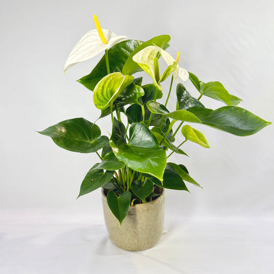 Elegant Anthurium