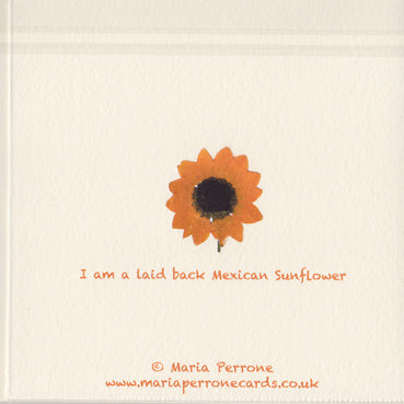 Laid-back Mexican Sunflower