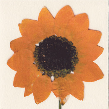 Laid-back Mexican Sunflower