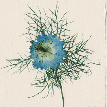 Love-in-a-mist Nigella