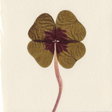 Lucky four-leaf Clover