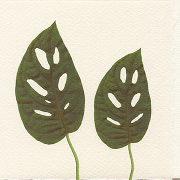 Monstera