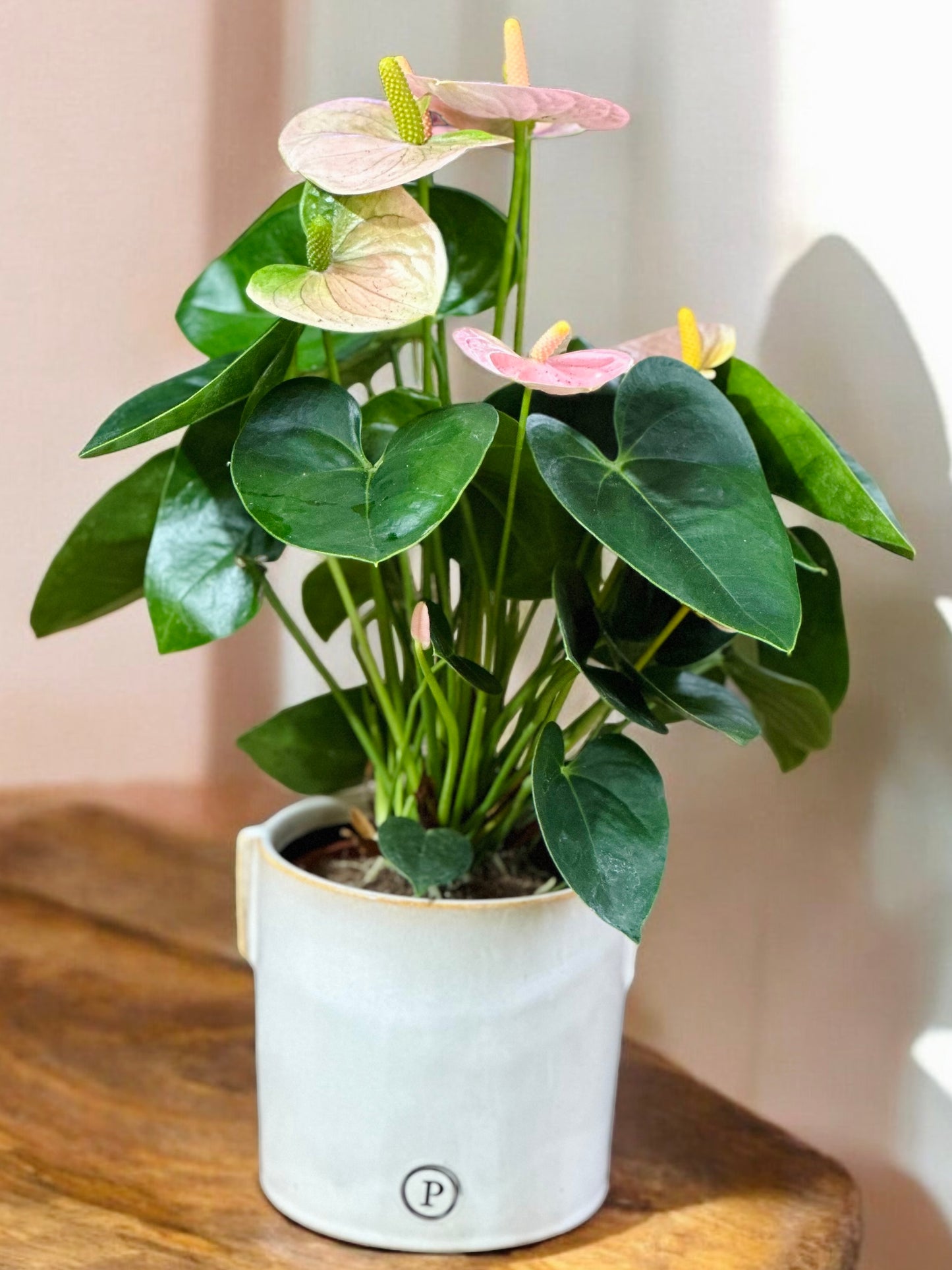 potted Anthurium