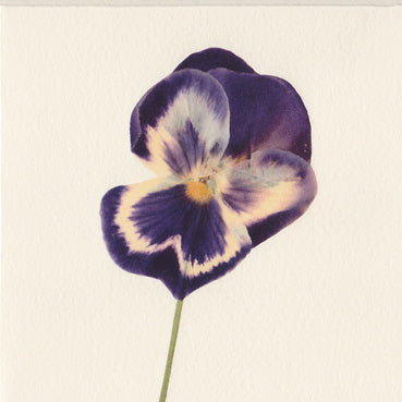 Pretty Pansy