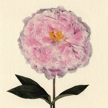 Prosperous Peony