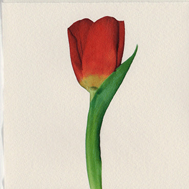 Radiant Red Tulip