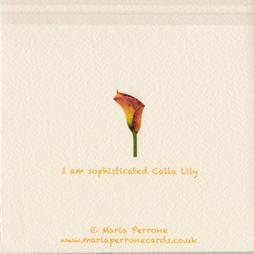 Sophisticated Calla Lily