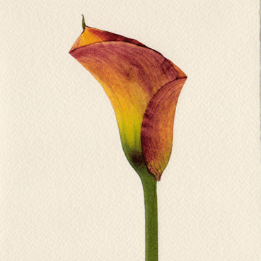 Sophisticated Calla Lily