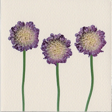 Troupe of Sassy Scabiosa