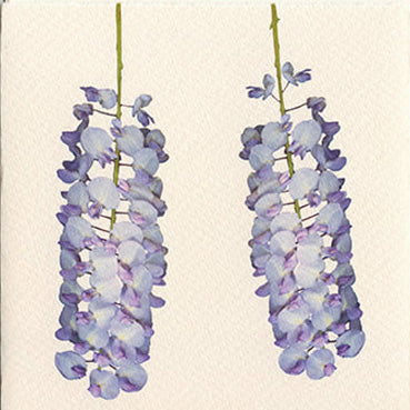 Two Youthful Wisteria Wines